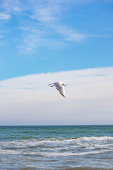 seagull in flight