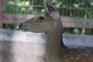 ホンシュウジカ
