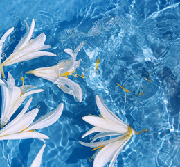 Fototapeta na wymiar White lily flowers in blue transparent water. Beautiful summer floral composition with sun and shadows. Nature concept. Top view. Selective focus