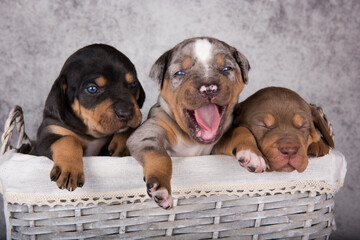 Three Louisiana Catahoula Leopard Dogs puppies on gray background