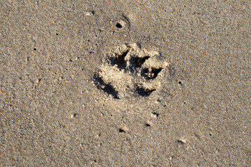 footprint in sand