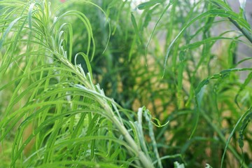 Grüne Graspflanzen bei Nebel am Morgen im Sommer