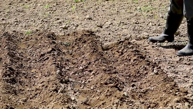 Peasant use hoe for digging trenches for planting seeds, agitating earth surface