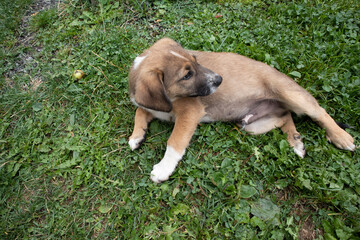 english bulldog puppy