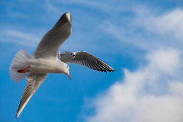 seagull in flight