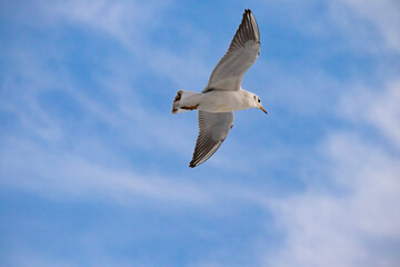 seagull in flight
