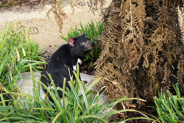 Tasmanian devil, rare Australian animal found on Tasmania island, single devil sitting on rock