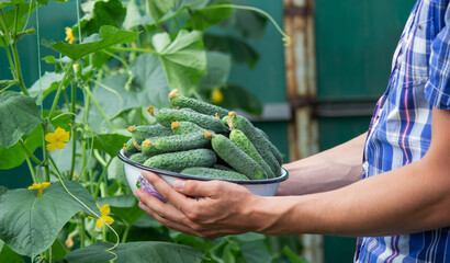 the farmer holds a bowl of freshly picked cucumbers in his hands.