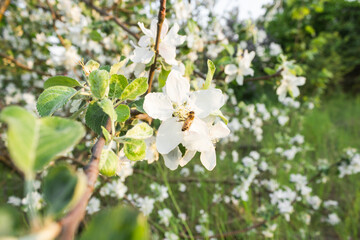 Honey bee is collecting pollen on a beautiful blossoming apple orchard tree. Natural spring...