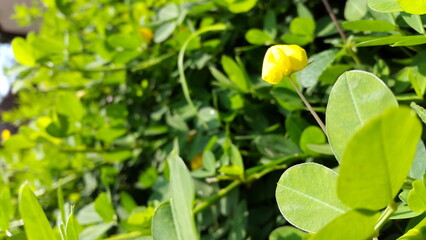 Fototapeta na wymiar Little yellow flower with green leaves background