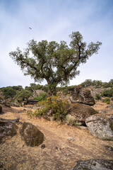 Beautiful landscape of trees growing between the huge granite rocks.