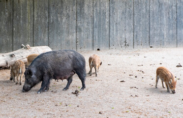Family of wild boars, boar and little piglets.