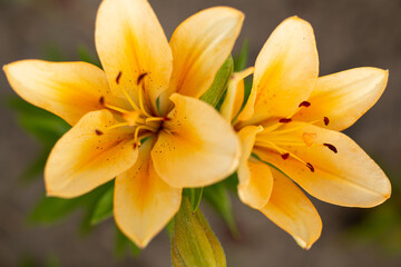 Сlose-up of yellow lily flower on sunny summer day, selective focus, flower bloom