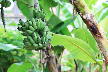 banana with tree