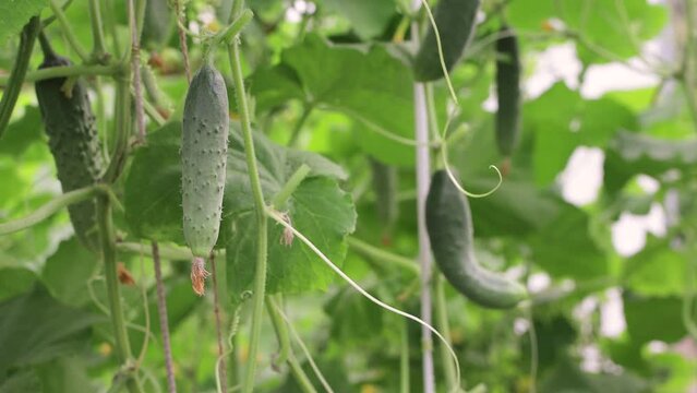 Young beautiful cucumbers in a greenhouse on a branch. Business concept, new harvest, food, raw food vegetarian diet. Non-GMO organic food. Background, splash. UHD 4K.