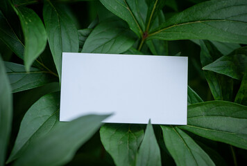 Fototapeta na wymiar Mock up white empty paper card on the green leaves