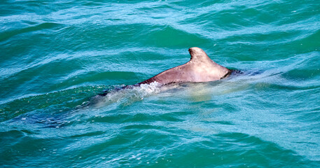 Fototapeta premium Dolphin playing in the atlantic ocean near the fynbos coast in Gansbaai South Africa, this place is famous for wildlife observation of marine animals.