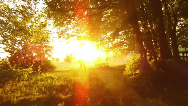 Dark silhouette of young woman walking alone through dark forest joyfully raising her hands in summer evening. Enjoying nature and outdoor activities concept