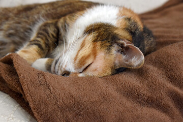 Calico cat sleeping on a blanket.  Happy tabby cat relaxing in a house.  Deep sleep cat at home.  
