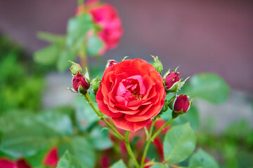 czerwona róża 