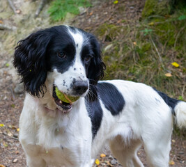 Springer Spaniel with ball in mouth