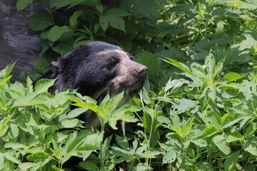 Obraz premium メガネグマ 