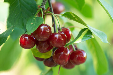 Ripe red cherries on the branch