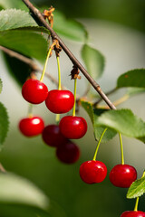 Ripe red cherries on the branch