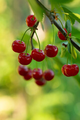 Ripe red cherries on the branch