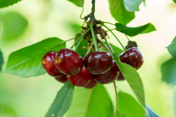 Ripe red cherries on the branch