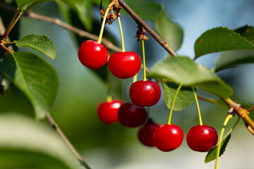 Ripe red cherries on the branch