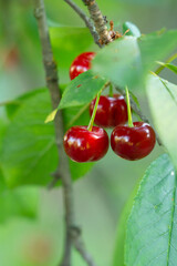 Ripe red cherries on the branch