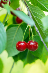 Ripe red cherries on the branch