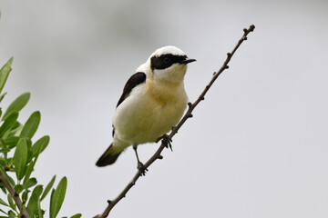 Eastern Black-eared Wheatear // Mittelmeer-Steinschmätzer, Balkansteinschmätzer (Oenanthe hispanica melanoleuca) - Greece // Griechenland