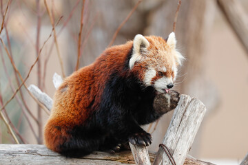 レッサーパンダ