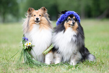 Two beautiful sable white shetland sheepdog, small collie lassie dog outside portrait with cornflower camomille midsummer circlet of flowers. Happy midsummer celebration postcard with smiling sheltie 