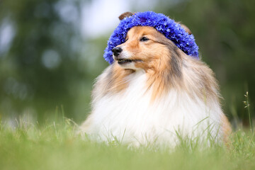 Beautiful sable white shetland sheepdog, small collie lassie dog outside portrait with cornflower midsummer circlet of flowers. Happy midsummer celebration postcard with smiling sheltie 