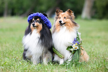 Two beautiful sable white shetland sheepdog, small collie lassie dog outside portrait with...