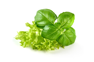 Lettuce Salad and Basil, isolated on white background.