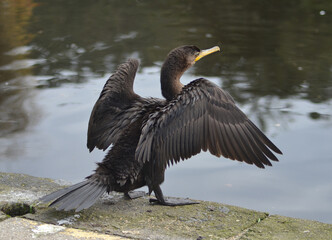 fishing seabird drying on the shore of the sea in chile