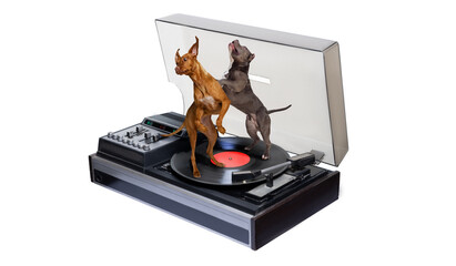 Creative collage with beautiful pedigree dogs dancing on vinyl record isolated over white background
