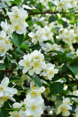 Obraz na płótnie Canvas Jasmine bush in full blooming