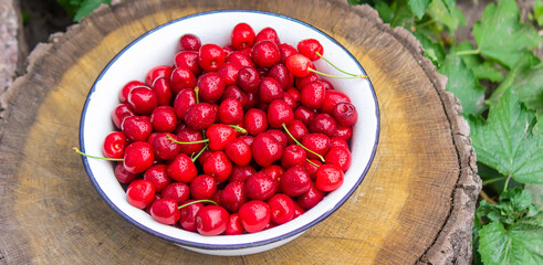 the child holds a bowl with freshly picked cherries.