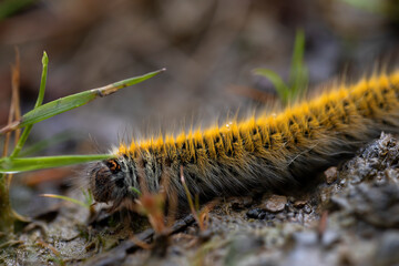 caterpillar macrothylatia rubi on a forest path. macro photography, details. wildlife