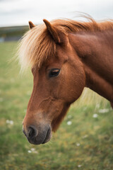 Obraz premium Pportrait of icelandic horse