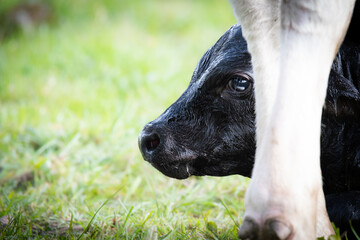 Jeune veau © david
