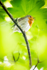 Rouge gorge dans son écrin de  verdure