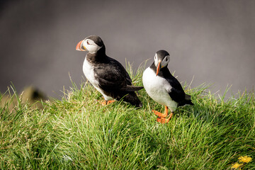 icelandic puffin on green grass