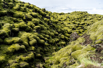 moss covered lava field in Iceland - 514413845