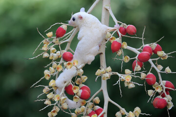 A leucistic sugar glider (Petaurus breviceps) is looking for food in a palm grove. 